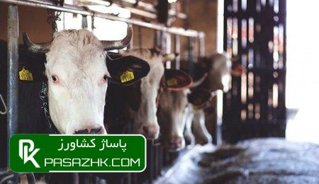 گوساله زیر ۴ ماه مشمول بیشترین تورم ماهانه در اردیبهشت شد 4 daafd988d8b3d8a7d984d987 d8b2db8cd8b1 dbb4 d985d8a7d987 d985d8b4d985d988d984 d8a8db8cd8b4d8aad8b1db8cd986 d8aad988d8b1d985 d985d8a7d987 6676a07351bf4, گوساله زیر ۴ ماه مشمول بیشترین تورم ماهانه در اردیبهشت شد, پاساژ کشاورز | بازار بزرگ کشاورزی در ایران, اخبار پاساژ کشاورز, ,