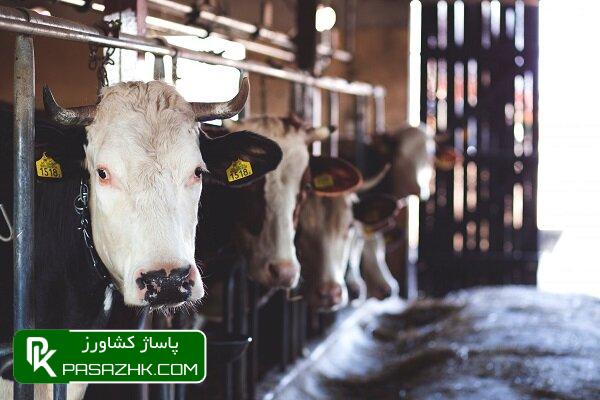 گوساله زیر ۴ ماه مشمول بیشترین تورم ماهانه در اردیبهشت شد 1 daafd988d8b3d8a7d984d987 d8b2db8cd8b1 dbb4 d985d8a7d987 d985d8b4d985d988d984 d8a8db8cd8b4d8aad8b1db8cd986 d8aad988d8b1d985 d985d8a7d987 6676a07351bf4, گوساله زیر ۴ ماه مشمول بیشترین تورم ماهانه در اردیبهشت شد, پاساژ کشاورز | بازار بزرگ کشاورزی در ایران, اخبار پاساژ کشاورز, ,