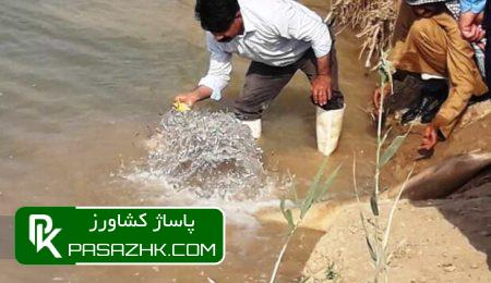 یک میلیون قطعه بچه ماهی در تالاب کارون رهاسازی شد 3 db8cdaa9 d985db8cd984db8cd988d986 d982d8b7d8b9d987 d8a8da86d987 d985d8a7d987db8c d8afd8b1 d8aad8a7d984d8a7d8a8 daa9d8a7d8b1d988d986 d8b1 6665d11276229, یک میلیون قطعه بچه ماهی در تالاب کارون رهاسازی شد, پاساژ کشاورز | بازار بزرگ کشاورزی در ایران, اخبار پاساژ کشاورز, ,