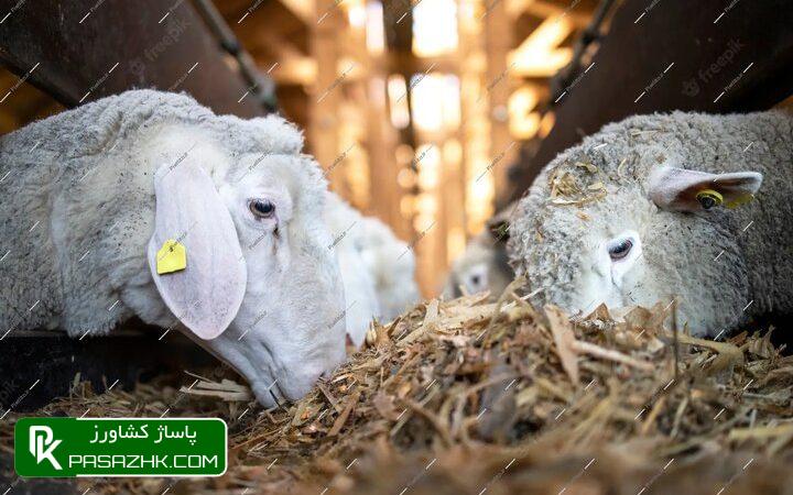 ۱۹۰۰ جایگاه برای عرضه دام سالم در روز عید قربان راه اندازی شد 1 dbb1dbb9dbb0dbb0 d8acd8a7db8cdaafd8a7d987 d8a8d8b1d8a7db8c d8b9d8b1d8b6d987 d8afd8a7d985 d8b3d8a7d984d985 d8afd8b1 d8b1d988d8b2 d8b9db8c 666d59d037b9c, ۱۹۰۰ جایگاه برای عرضه دام سالم در روز عید قربان راه اندازی شد, پاساژ کشاورز | بازار بزرگ کشاورزی در ایران, اخبار پاساژ کشاورز, ,