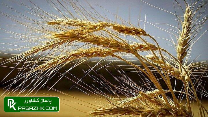 ۳۰.۳ همت مطالبات گندم کاران پرداخت شد 1 dbb3dbb0 dbb3 d987d985d8aa d985d8b7d8a7d984d8a8d8a7d8aa daafd986d8afd985 daa9d8a7d8b1d8a7d986 d9bed8b1d8afd8a7d8aed8aa d8b4d8af 6661dbf3dacbc, ۳۰.۳ همت مطالبات گندم کاران پرداخت شد, پاساژ کشاورز | بازار بزرگ کشاورزی در ایران, اخبار پاساژ کشاورز, ,