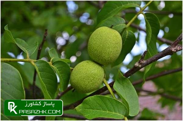 پاساژ کشاورز, پاساژ, کشاورز, بازار بزرگ کشاورزی, سایت نیازمندی کشاورزی, چالکود, چالکود چیست؟, چالکود درختان چیست, بهترین کود برای چالکود درختان + روش مصرف, زمان و روش چالکود درختان, همه چیز درباره روش و زمان مناسب چالکود درختان مختلف, آموزش اصول کامل چالکود درختان, صفر تا 100 چالکود اصولی در درختان میوه, مکان مناسب چالکود درختان و نحوه استفاده کودهای دامی, چالکود چیست ؟ زمان صحیح چالکود و نحوه صحیح چالکود, کود چالکود درخت میوه و مرکبات پالیز, همه چیز درباره چالکود (ویدیو + توضیحات کامل + خرید کود مناسب), فرمول چالکود, بهترین کود برای چالکود درختان میوه, بهترین زمان چالکود درختان, چالکود بهاره, فاصله چالکود از تنه درخت, کود مخصوص چالکود زمستانه, چالکود درخت انگور, کود چالکود دیجی کالا