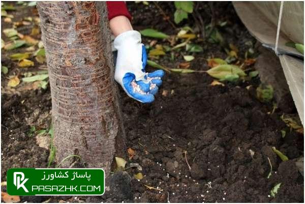 پاساژ کشاورز, پاساژ, کشاورز, بازار بزرگ کشاورزی, سایت نیازمندی کشاورزی, چالکود, چالکود چیست؟, چالکود درختان چیست, بهترین کود برای چالکود درختان + روش مصرف, زمان و روش چالکود درختان, همه چیز درباره روش و زمان مناسب چالکود درختان مختلف, آموزش اصول کامل چالکود درختان, صفر تا 100 چالکود اصولی در درختان میوه, مکان مناسب چالکود درختان و نحوه استفاده کودهای دامی, چالکود چیست ؟ زمان صحیح چالکود و نحوه صحیح چالکود, کود چالکود درخت میوه و مرکبات پالیز, همه چیز درباره چالکود (ویدیو + توضیحات کامل + خرید کود مناسب), فرمول چالکود, بهترین کود برای چالکود درختان میوه, بهترین زمان چالکود درختان, چالکود بهاره, فاصله چالکود از تنه درخت, کود مخصوص چالکود زمستانه, چالکود درخت انگور, کود چالکود دیجی کالا