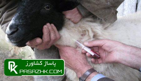 آغاز واکسیناسیون سراسری علیه «تب برفکی» در ۱۷ استان 1 d8a2d8bad8a7d8b2 d988d8a7daa9d8b3db8cd986d8a7d8b3db8cd988d986 d8b3d8b1d8a7d8b3d8b1db8c d8b9d984db8cd987 d8aad8a8 d8a8d8b1d981daa9 66894d79677e1, آغاز واکسیناسیون سراسری علیه «تب برفکی» در ۱۷ استان, پاساژ کشاورز | بازار بزرگ کشاورزی در ایران, اخبار پاساژ کشاورز, ,