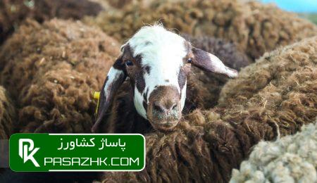 اجرای طرح فراگیر نظارت بهداشتی و شرعی بر دامهای قربانی محرم 6 d8a7d8acd8b1d8a7db8c d8b7d8b1d8ad d981d8b1d8a7daafdb8cd8b1 d986d8b8d8a7d8b1d8aa d8a8d987d8afd8a7d8b4d8aadb8c d988 d8b4d8b1d8b9db8c d8a8 668aa4c78fd33, اجرای طرح فراگیر نظارت بهداشتی و شرعی بر دامهای قربانی محرم, پاساژ کشاورز | بازار بزرگ کشاورزی در ایران, اخبار پاساژ کشاورز, ,