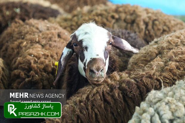d8a7d8acd8b1d8a7db8c d8b7d8b1d8ad d981d8b1d8a7daafdb8cd8b1 d986d8b8d8a7d8b1d8aa d8a8d987d8afd8a7d8b4d8aadb8c d988 d8b4d8b1d8b9db8c d8a8 668aa4c78fd33, اجرای طرح فراگیر نظارت بهداشتی و شرعی بر دام‌های قربانی محرم, پاساژ کشاورز | بازار بزرگ کشاورزی در ایران, اخبار پاساژ کشاورز, ,