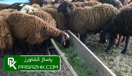 ادامه طرح تشدید نظارت بهداشتی بر ذبح دام ها تا اربعین حسینی 8 d8a7d8afd8a7d985d987 d8b7d8b1d8ad d8aad8b4d8afdb8cd8af d986d8b8d8a7d8b1d8aa d8a8d987d8afd8a7d8b4d8aadb8c d8a8d8b1 d8b0d8a8d8ad d8afd8a7 669ba50a19778, ادامه طرح تشدید نظارت بهداشتی بر ذبح دام ها تا اربعین حسینی, پاساژ کشاورز | بازار بزرگ کشاورزی در ایران, اخبار پاساژ کشاورز, ,