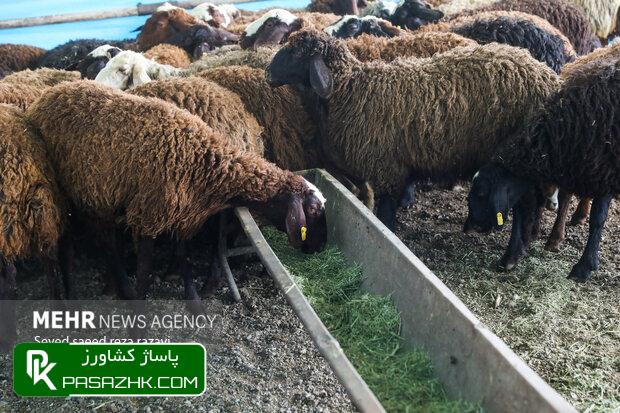 ادامه طرح تشدید نظارت بهداشتی بر ذبح دام ها تا اربعین حسینی 1 d8a7d8afd8a7d985d987 d8b7d8b1d8ad d8aad8b4d8afdb8cd8af d986d8b8d8a7d8b1d8aa d8a8d987d8afd8a7d8b4d8aadb8c d8a8d8b1 d8b0d8a8d8ad d8afd8a7 669ba50a19778, ادامه طرح تشدید نظارت بهداشتی بر ذبح دام ها تا اربعین حسینی, پاساژ کشاورز | بازار بزرگ کشاورزی در ایران, اخبار پاساژ کشاورز, ,