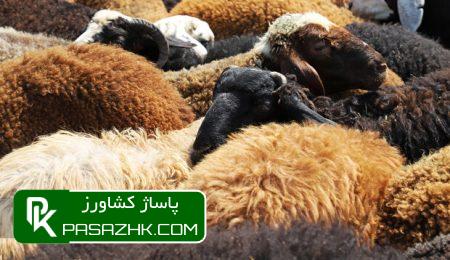 ارتقای بهرهوری در تولید محصولات دامی با استفاده از بستههای دانش 4 d8a7d8b1d8aad982d8a7db8c d8a8d987d8b1d987d988d8b1db8c d8afd8b1 d8aad988d984db8cd8af d985d8add8b5d988d984d8a7d8aa d8afd8a7d985db8c 66890d0d4f48f, ارتقای بهرهوری در تولید محصولات دامی با استفاده از بستههای دانش, پاساژ کشاورز | بازار بزرگ کشاورزی در ایران, اخبار پاساژ کشاورز, ,