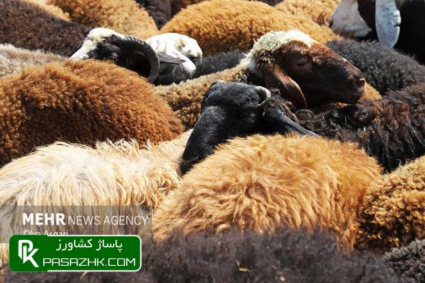 ارتقای بهرهوری در تولید محصولات دامی با استفاده از بستههای دانش 1 d8a7d8b1d8aad982d8a7db8c d8a8d987d8b1d987d988d8b1db8c d8afd8b1 d8aad988d984db8cd8af d985d8add8b5d988d984d8a7d8aa d8afd8a7d985db8c 66890d0d4f48f, ارتقای بهرهوری در تولید محصولات دامی با استفاده از بستههای دانش, پاساژ کشاورز | بازار بزرگ کشاورزی در ایران, اخبار پاساژ کشاورز, ,