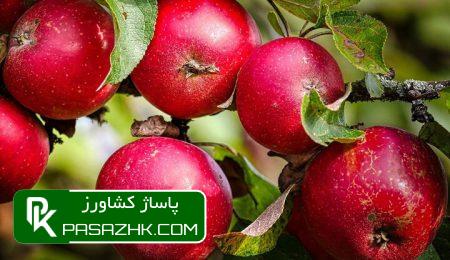 d8a7d981d8b2d8a7db8cd8b4 dbb3dbb0 d8afd8b1d8b5d8afdb8c d8aad988d984db8cd8af d985d8add8b5d988d984d8a7d8aa d8a8d8a7d8badb8c d8a8d8a7 d8a7 668b9a6d22875, افزایش ۳۰ درصدی تولید محصولات باغی با استفاده از نهال گواهی‌شده, پاساژ کشاورز | بازار بزرگ کشاورزی در ایران, اخبار پاساژ کشاورز, ,