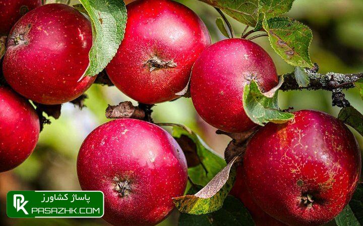 افزایش ۳۰ درصدی تولید محصولات باغی با استفاده از نهال گواهیشده 1 d8a7d981d8b2d8a7db8cd8b4 dbb3dbb0 d8afd8b1d8b5d8afdb8c d8aad988d984db8cd8af d985d8add8b5d988d984d8a7d8aa d8a8d8a7d8badb8c d8a8d8a7 d8a7 668b9a6d22875, افزایش ۳۰ درصدی تولید محصولات باغی با استفاده از نهال گواهیشده, پاساژ کشاورز | بازار بزرگ کشاورزی در ایران, اخبار پاساژ کشاورز, ,