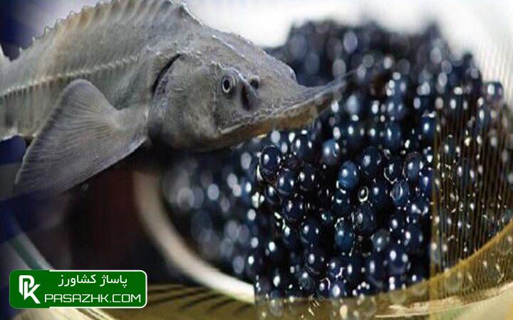 ایران در سال گذشته بیش از ۴ تن خاویار به ۳۸ کشور صادر کرد 1 d8a7db8cd8b1d8a7d986 d8afd8b1 d8b3d8a7d984 daafd8b0d8b4d8aad987 d8a8db8cd8b4 d8a7d8b2 dbb4 d8aad986 d8aed8a7d988db8cd8a7d8b1 d8a8d987 669cf6a0aef7f, ایران در سال گذشته بیش از ۴ تن خاویار به ۳۸ کشور صادر کرد, پاساژ کشاورز | بازار بزرگ کشاورزی در ایران, اخبار پاساژ کشاورز, ,