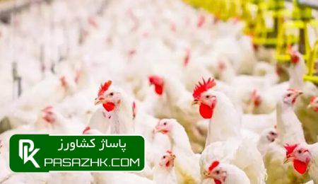 d8aad8aed985d985d8b1d8ba d986d8b7d981d987d8afd8a7d8b1 d988 d8a8db8cd8b4d8aad8b1db8cd986 d8aad988d8b1d985 d986d982d8b7d987 6697a97f9c495, تخم‌مرغ نطفه‌دار و بیشترین تورم نقطه‌به‌نقطه در مرغداری‌ها, پاساژ کشاورز | بازار بزرگ کشاورزی در ایران, اخبار پاساژ کشاورز, ,