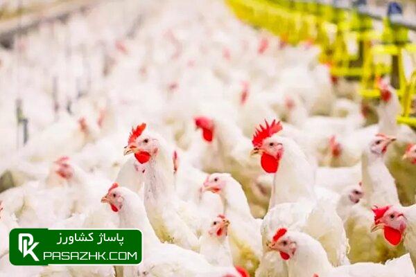 تخممرغ نطفهدار و بیشترین تورم نقطهبهنقطه در مرغداریها 1 d8aad8aed985d985d8b1d8ba d986d8b7d981d987d8afd8a7d8b1 d988 d8a8db8cd8b4d8aad8b1db8cd986 d8aad988d8b1d985 d986d982d8b7d987 6697a97f9c495, تخممرغ نطفهدار و بیشترین تورم نقطهبهنقطه در مرغداریها, پاساژ کشاورز | بازار بزرگ کشاورزی در ایران, اخبار پاساژ کشاورز, ,