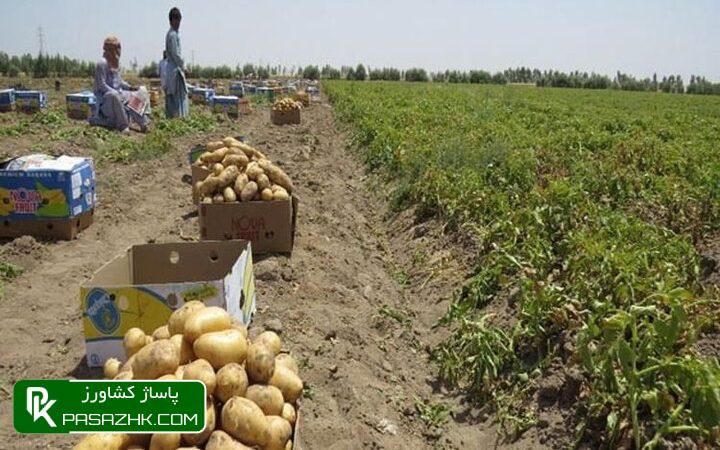 تولید بیش از ۹۹ درصد بذر سیبزمینی در کشور 1 d8aad988d984db8cd8af d8a8db8cd8b4 d8a7d8b2 dbb9dbb9 d8afd8b1d8b5d8af d8a8d8b0d8b1 d8b3db8cd8a8d8b2d985db8cd986db8c d8afd8b1 daa9 669e805c8eb5f, تولید بیش از ۹۹ درصد بذر سیبزمینی در کشور, پاساژ کشاورز | بازار بزرگ کشاورزی در ایران, اخبار پاساژ کشاورز, ,