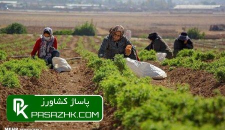 d8add985d8a7db8cd8aa d985d8b1daa9d8b2 d8aad988d8b3d8b9d987 d985daa9d8a7d986db8cd8b2d8a7d8b3db8cd988d986 daa9d8b4d8a7d988d8b1d8b2db8c 6697c5a112a85, حمایت مرکز توسعه مکانیزاسیون کشاورزی از ماشین‌آلات گیاهان دارویی, پاساژ کشاورز | بازار بزرگ کشاورزی در ایران, اخبار پاساژ کشاورز, ,
