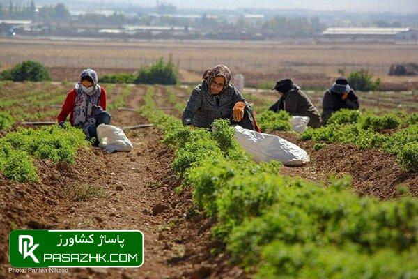 d8add985d8a7db8cd8aa d985d8b1daa9d8b2 d8aad988d8b3d8b9d987 d985daa9d8a7d986db8cd8b2d8a7d8b3db8cd988d986 daa9d8b4d8a7d988d8b1d8b2db8c 6697c5a112a85, حمایت مرکز توسعه مکانیزاسیون کشاورزی از ماشین‌آلات گیاهان دارویی, پاساژ کشاورز | بازار بزرگ کشاورزی در ایران, اخبار پاساژ کشاورز, ,