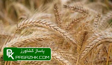 خرید تضمینی گندم تا امروز چقدر است؟ 2 d8aed8b1db8cd8af d8aad8b6d985db8cd986db8c daafd986d8afd985 d8aad8a7 d8a7d985d8b1d988d8b2 da86d982d8afd8b1 d8a7d8b3d8aad89f 66924075bfb01, خرید تضمینی گندم تا امروز چقدر است؟, پاساژ کشاورز | بازار بزرگ کشاورزی در ایران, اخبار پاساژ کشاورز, ,