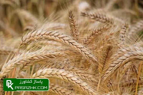 d8aed8b1db8cd8af d8aad8b6d985db8cd986db8c daafd986d8afd985 d8aad8a7 d8a7d985d8b1d988d8b2 da86d982d8afd8b1 d8a7d8b3d8aad89f 66924075bfb01, خرید تضمینی گندم تا امروز چقدر است؟, پاساژ کشاورز | بازار بزرگ کشاورزی در ایران, اخبار پاساژ کشاورز, ,