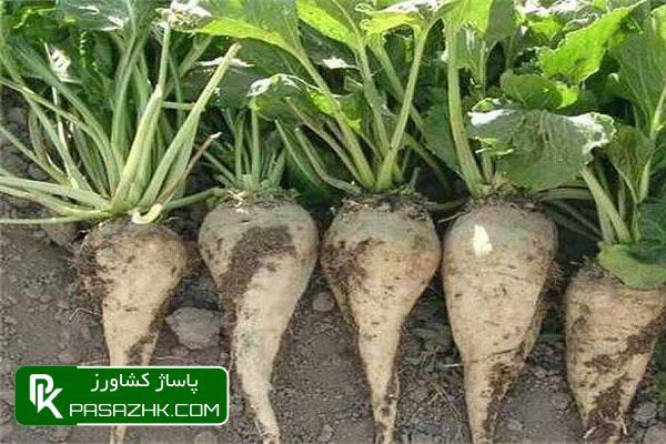 دستیابی به رکورد بیسابقه تولید ۲ میلیون تن چغندرقند پاییزه 1 d8afd8b3d8aadb8cd8a7d8a8db8c d8a8d987 d8b1daa9d988d8b1d8af d8a8db8cd8b3d8a7d8a8d982d987 d8aad988d984db8cd8af dbb2 d985db8cd984 66a10083ab56c, دستیابی به رکورد بیسابقه تولید ۲ میلیون تن چغندرقند پاییزه, پاساژ کشاورز | بازار بزرگ کشاورزی در ایران, اخبار پاساژ کشاورز, ,