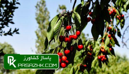 d8b1d8aad8a8d987 d9bed986d8acd985 d8a2d8b0d8b1d8a8d8a7db8cd8acd8a7d986 d8b4d8b1d982db8c d8afd8b1 d8aad988d984db8cd8af d985d8add8b5d988 669b5ebc867c0, رتبه پنجم آذربایجان شرقی در تولید محصول گیلاس در کشور, پاساژ کشاورز | بازار بزرگ کشاورزی در ایران, اخبار پاساژ کشاورز, ,