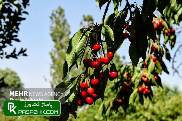 رتبه پنجم آذربایجان شرقی در تولید محصول گیلاس در کشور 1 d8b1d8aad8a8d987 d9bed986d8acd985 d8a2d8b0d8b1d8a8d8a7db8cd8acd8a7d986 d8b4d8b1d982db8c d8afd8b1 d8aad988d984db8cd8af d985d8add8b5d988 669b5ebc867c0, رتبه پنجم آذربایجان شرقی در تولید محصول گیلاس در کشور, پاساژ کشاورز | بازار بزرگ کشاورزی در ایران, اخبار پاساژ کشاورز, ,