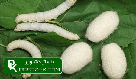 d8b3d8a7d984 d8a2db8cd986d8afd987 d8aad8aed985 d986d988d8bad8a7d986 d8a7db8cd8b1d8a7d986db8c d8aad988d984db8cd8af d8a7d986d8a8 669ca9443e895, سال آینده «تخم نوغان ایرانی» تولید انبوه می‌شود, پاساژ کشاورز | بازار بزرگ کشاورزی در ایران, اخبار پاساژ کشاورز, ,