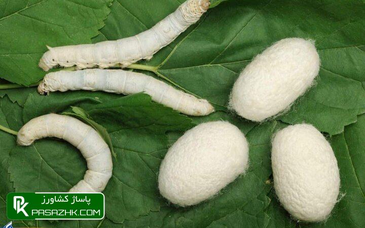 سال آینده «تخم نوغان ایرانی» تولید انبوه میشود 1 d8b3d8a7d984 d8a2db8cd986d8afd987 d8aad8aed985 d986d988d8bad8a7d986 d8a7db8cd8b1d8a7d986db8c d8aad988d984db8cd8af d8a7d986d8a8 669ca9443e895, سال آینده «تخم نوغان ایرانی» تولید انبوه میشود, پاساژ کشاورز | بازار بزرگ کشاورزی در ایران, اخبار پاساژ کشاورز, ,