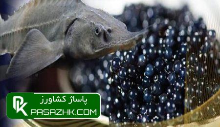 سال گذشته، ایران بیش از ۴ تن خاویار به ۳۸ کشور صادر کرد 2 d8b3d8a7d984 daafd8b0d8b4d8aad987d88c d8a7db8cd8b1d8a7d986 d8a8db8cd8b4 d8a7d8b2 dbb4 d8aad986 d8aed8a7d988db8cd8a7d8b1 d8a8d987 dbb3 669cef816d056, سال گذشته، ایران بیش از ۴ تن خاویار به ۳۸ کشور صادر کرد, پاساژ کشاورز | بازار بزرگ کشاورزی در ایران, اخبار پاساژ کشاورز, ,