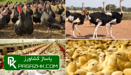 عرضه گوشت طیور در خردادماه ۹ درصد کاهش یافت 10 d8b9d8b1d8b6d987 daafd988d8b4d8aa d8b7db8cd988d8b1 d8afd8b1 d8aed8b1d8afd8a7d8afd985d8a7d987 dbb9 d8afd8b1d8b5d8af daa9d8a7d987d8b4 db8c 669cf69644bd2, عرضه گوشت طیور در خردادماه ۹ درصد کاهش یافت, پاساژ کشاورز | بازار بزرگ کشاورزی در ایران, اخبار پاساژ کشاورز, ,