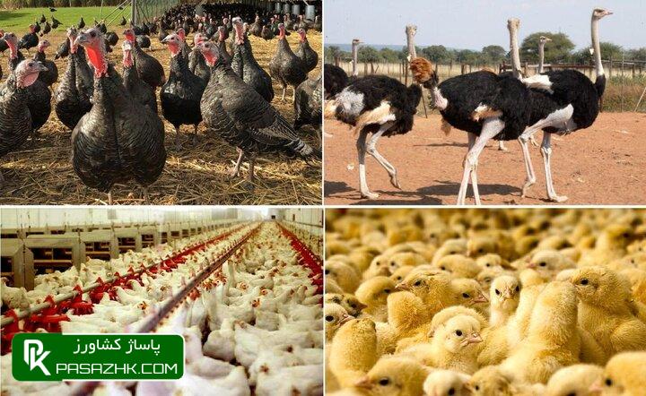 عرضه گوشت طیور در خردادماه ۹ درصد کاهش یافت 1 d8b9d8b1d8b6d987 daafd988d8b4d8aa d8b7db8cd988d8b1 d8afd8b1 d8aed8b1d8afd8a7d8afd985d8a7d987 dbb9 d8afd8b1d8b5d8af daa9d8a7d987d8b4 db8c 669cf69644bd2, عرضه گوشت طیور در خردادماه ۹ درصد کاهش یافت, پاساژ کشاورز | بازار بزرگ کشاورزی در ایران, اخبار پاساژ کشاورز, ,