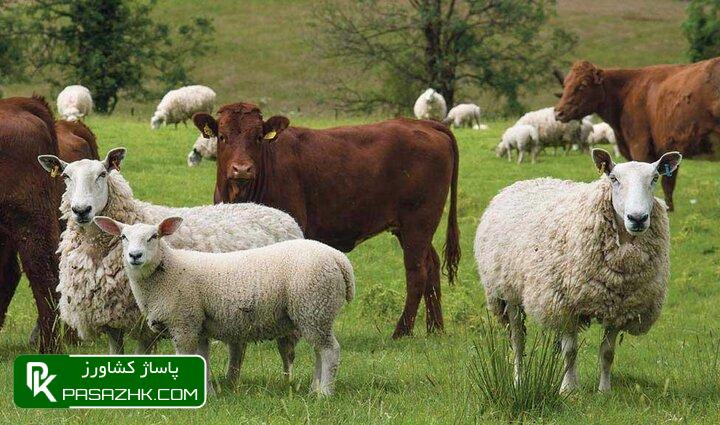 d982db8cd985d8aa d987d8b1 daa9db8cd984d988daafd8b1d985 daafd988d8b3d981d986d8af d8b2d986d8afd987 dbb3dbb3dbb0 d988 daafd988d8b3d8a7d984 669cb0c2376b6, قیمت هر کیلوگرم گوسفند زنده ۳۳۰ و گوساله ۱۹۵ هزار تومان اعلام شد, پاساژ کشاورز | بازار بزرگ کشاورزی در ایران, اخبار پاساژ کشاورز, ,