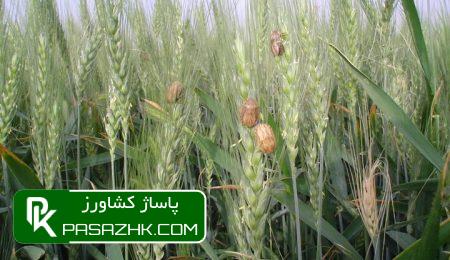 مبارزه با آفت «سن گندم» پایان یافت 2 d985d8a8d8a7d8b1d8b2d987 d8a8d8a7 d8a2d981d8aa d8b3d986 daafd986d8afd985 d9bed8a7db8cd8a7d986 db8cd8a7d981d8aa 668542c001375, مبارزه با آفت «سن گندم» پایان یافت, پاساژ کشاورز | بازار بزرگ کشاورزی در ایران, اخبار پاساژ کشاورز, ,