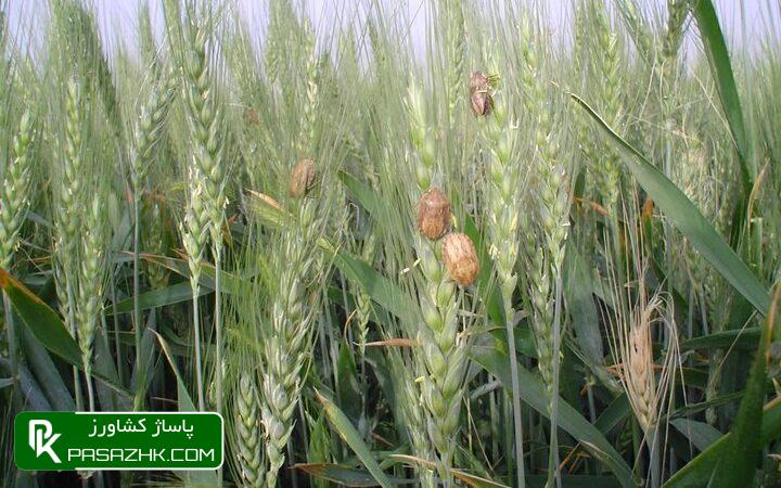 مبارزه با آفت «سن گندم» پایان یافت 1 d985d8a8d8a7d8b1d8b2d987 d8a8d8a7 d8a2d981d8aa d8b3d986 daafd986d8afd985 d9bed8a7db8cd8a7d986 db8cd8a7d981d8aa 668542c001375, مبارزه با آفت «سن گندم» پایان یافت, پاساژ کشاورز | بازار بزرگ کشاورزی در ایران, اخبار پاساژ کشاورز, ,