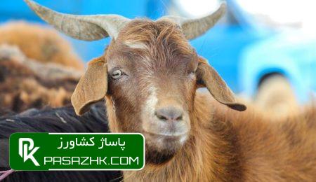 موجودی دام سبک کشور ۷۰ میلیون راس اعلام شد 8 d985d988d8acd988d8afdb8c d8afd8a7d985 d8b3d8a8daa9 daa9d8b4d988d8b1 dbb7dbb0 d985db8cd984db8cd988d986 d8b1d8a7d8b3 d8a7d8b9d984d8a7d985 668a81c7b7f18, موجودی دام سبک کشور ۷۰ میلیون راس اعلام شد, پاساژ کشاورز | بازار بزرگ کشاورزی در ایران, اخبار پاساژ کشاورز, ,