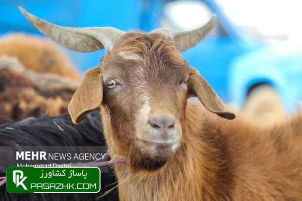 موجودی دام سبک کشور ۷۰ میلیون راس اعلام شد 1 d985d988d8acd988d8afdb8c d8afd8a7d985 d8b3d8a8daa9 daa9d8b4d988d8b1 dbb7dbb0 d985db8cd984db8cd988d986 d8b1d8a7d8b3 d8a7d8b9d984d8a7d985 668a81c7b7f18, موجودی دام سبک کشور ۷۰ میلیون راس اعلام شد, پاساژ کشاورز | بازار بزرگ کشاورزی در ایران, اخبار پاساژ کشاورز, ,