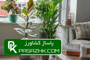 پاساژ کشاورز | بازار بزرگ کشاورزی ایران - سایت نیازمندی کشاورزی نگهداری کاکتوس: ۸ نکته نگهداری از کاکتوس برای تازه کارها + عکس, نکات نگهداری کاکتوسها برای تازهکارها!, نکات نگهداری کاکتوس: ۱٫ ترکیب خاک گلدان, پاساژ کشاورز, بازار بزرگ کشاورزی, سایت نیازمندی کشاورزی, نقش خاک در نگهداری کاکتوسهای گرمسیری, خاک کاکتوس خشک, آموزش نکات مهم در روش نگهداری کاکتوس از جمله روش آبیاری, صفر تا صد شرایط نگهداری از کاکتوس, شرایط لازم نگهداری از کاکتوس در خانه + تعویض گلدان کاکتوس, روش نگهداری کاکتوس و تکثیر آن در خانه, درج آگهی رایگان, دیوار