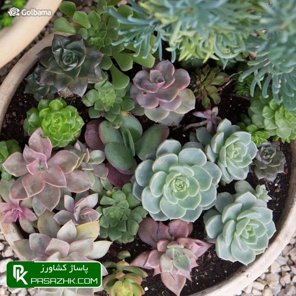 نکات تخصصی نگهداری کاکتوس‌ها برای تازه‌کارها!, نگهداری کاکتوس: ۸ نکته نگهداری از کاکتوس برای تازه کارها + عکس, نکات نگهداری کاکتوس‌ها برای تازه‌کارها!, نکات نگهداری کاکتوس: ۱٫ ترکیب خاک گلدان, پاساژ کشاورز, بازار بزرگ کشاورزی, سایت نیازمندی کشاورزی, نقش خاک در نگهداری کاکتوس‌های گرمسیری, خاک کاکتوس خشک, آموزش نکات مهم در روش نگهداری کاکتوس از جمله روش آبیاری, صفر تا صد شرایط نگهداری از کاکتوس, شرایط لازم نگهداری از کاکتوس در خانه + تعویض گلدان کاکتوس, روش نگهداری کاکتوس و تکثیر آن در خانه, درج آگهی رایگان, دیوار