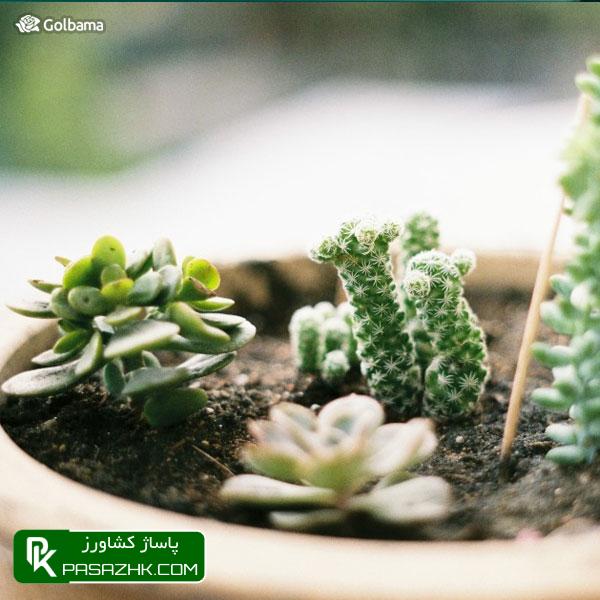 ترکیب خاک گلدان مهم‌ترین نکته در نگهداری کاکتوس‌ها, نگهداری کاکتوس: ۸ نکته نگهداری از کاکتوس برای تازه کارها + عکس, نکات نگهداری کاکتوس‌ها برای تازه‌کارها!, نکات نگهداری کاکتوس: ۱٫ ترکیب خاک گلدان, پاساژ کشاورز, بازار بزرگ کشاورزی, سایت نیازمندی کشاورزی, نقش خاک در نگهداری کاکتوس‌های گرمسیری, خاک کاکتوس خشک, آموزش نکات مهم در روش نگهداری کاکتوس از جمله روش آبیاری, صفر تا صد شرایط نگهداری از کاکتوس, شرایط لازم نگهداری از کاکتوس در خانه + تعویض گلدان کاکتوس, روش نگهداری کاکتوس و تکثیر آن در خانه, درج آگهی رایگان, دیوار