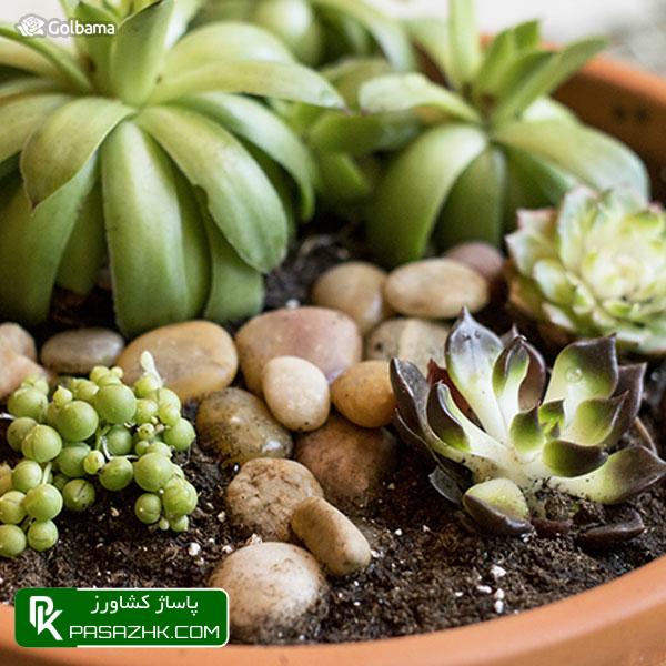 نگهداری کاکتوس و خاک کاکتوس خشک, نگهداری کاکتوس: ۸ نکته نگهداری از کاکتوس برای تازه کارها + عکس, نکات نگهداری کاکتوس‌ها برای تازه‌کارها!, نکات نگهداری کاکتوس: ۱٫ ترکیب خاک گلدان, پاساژ کشاورز, بازار بزرگ کشاورزی, سایت نیازمندی کشاورزی, نقش خاک در نگهداری کاکتوس‌های گرمسیری, خاک کاکتوس خشک, آموزش نکات مهم در روش نگهداری کاکتوس از جمله روش آبیاری, صفر تا صد شرایط نگهداری از کاکتوس, شرایط لازم نگهداری از کاکتوس در خانه + تعویض گلدان کاکتوس, روش نگهداری کاکتوس و تکثیر آن در خانه, درج آگهی رایگان, دیوار