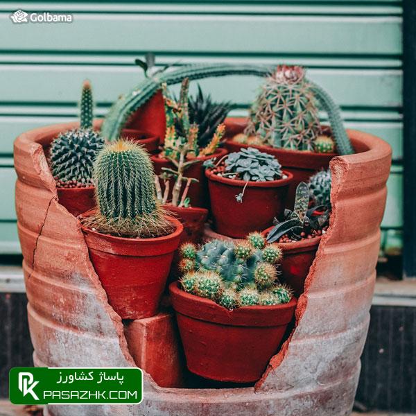 چه زمانی به کاکتوس‌ها آب بدهیم؟, نگهداری کاکتوس: ۸ نکته نگهداری از کاکتوس برای تازه کارها + عکس, نکات نگهداری کاکتوس‌ها برای تازه‌کارها!, نکات نگهداری کاکتوس: ۱٫ ترکیب خاک گلدان, پاساژ کشاورز, بازار بزرگ کشاورزی, سایت نیازمندی کشاورزی, نقش خاک در نگهداری کاکتوس‌های گرمسیری, خاک کاکتوس خشک, آموزش نکات مهم در روش نگهداری کاکتوس از جمله روش آبیاری, صفر تا صد شرایط نگهداری از کاکتوس, شرایط لازم نگهداری از کاکتوس در خانه + تعویض گلدان کاکتوس, روش نگهداری کاکتوس و تکثیر آن در خانه, درج آگهی رایگان, دیوار