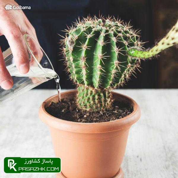 نکاتی مهم و کمک کننده در آبیاری کاکتوس, نگهداری کاکتوس: ۸ نکته نگهداری از کاکتوس برای تازه کارها + عکس, نکات نگهداری کاکتوس‌ها برای تازه‌کارها!, نکات نگهداری کاکتوس: ۱٫ ترکیب خاک گلدان, پاساژ کشاورز, بازار بزرگ کشاورزی, سایت نیازمندی کشاورزی, نقش خاک در نگهداری کاکتوس‌های گرمسیری, خاک کاکتوس خشک, آموزش نکات مهم در روش نگهداری کاکتوس از جمله روش آبیاری, صفر تا صد شرایط نگهداری از کاکتوس, شرایط لازم نگهداری از کاکتوس در خانه + تعویض گلدان کاکتوس, روش نگهداری کاکتوس و تکثیر آن در خانه, درج آگهی رایگان, دیوار