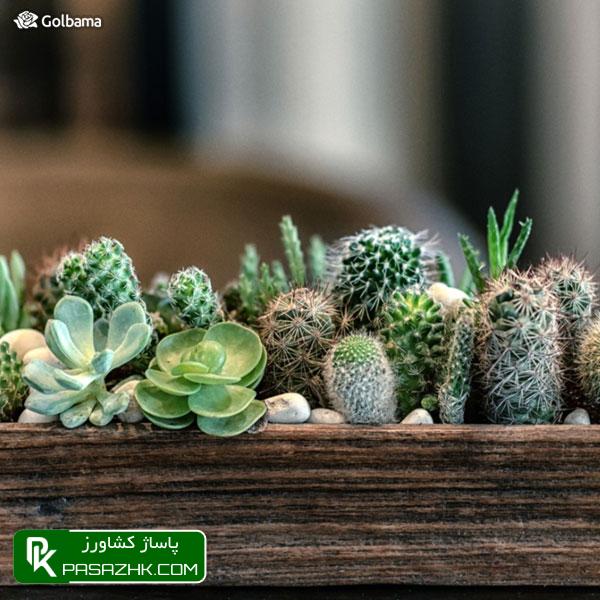 نوع گلدان مناسب, نگهداری کاکتوس: ۸ نکته نگهداری از کاکتوس برای تازه کارها + عکس, نکات نگهداری کاکتوس‌ها برای تازه‌کارها!, نکات نگهداری کاکتوس: ۱٫ ترکیب خاک گلدان, پاساژ کشاورز, بازار بزرگ کشاورزی, سایت نیازمندی کشاورزی, نقش خاک در نگهداری کاکتوس‌های گرمسیری, خاک کاکتوس خشک, آموزش نکات مهم در روش نگهداری کاکتوس از جمله روش آبیاری, صفر تا صد شرایط نگهداری از کاکتوس, شرایط لازم نگهداری از کاکتوس در خانه + تعویض گلدان کاکتوس, روش نگهداری کاکتوس و تکثیر آن در خانه, درج آگهی رایگان, دیوار