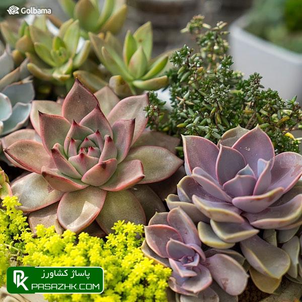 نکات نگهداری از کاکتوس: 3. آیا استفاده از کود برای کاکتوس‌ها ضروری است؟, نگهداری کاکتوس: ۸ نکته نگهداری از کاکتوس برای تازه کارها + عکس, نکات نگهداری کاکتوس‌ها برای تازه‌کارها!, نکات نگهداری کاکتوس: ۱٫ ترکیب خاک گلدان, پاساژ کشاورز, بازار بزرگ کشاورزی, سایت نیازمندی کشاورزی, نقش خاک در نگهداری کاکتوس‌های گرمسیری, خاک کاکتوس خشک, آموزش نکات مهم در روش نگهداری کاکتوس از جمله روش آبیاری, صفر تا صد شرایط نگهداری از کاکتوس, شرایط لازم نگهداری از کاکتوس در خانه + تعویض گلدان کاکتوس, روش نگهداری کاکتوس و تکثیر آن در خانه, درج آگهی رایگان, دیوار