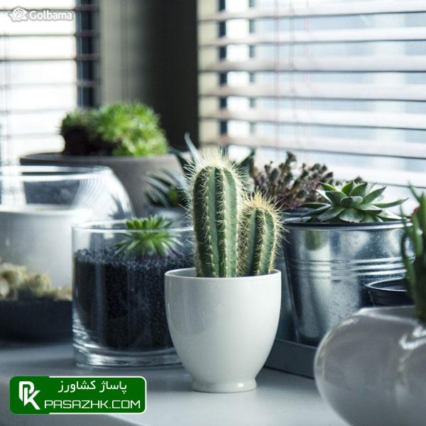 به کاکتوس خود نور مناسب بدهید, نگهداری کاکتوس: ۸ نکته نگهداری از کاکتوس برای تازه کارها + عکس, نکات نگهداری کاکتوس‌ها برای تازه‌کارها!, نکات نگهداری کاکتوس: ۱٫ ترکیب خاک گلدان, پاساژ کشاورز, بازار بزرگ کشاورزی, سایت نیازمندی کشاورزی, نقش خاک در نگهداری کاکتوس‌های گرمسیری, خاک کاکتوس خشک, آموزش نکات مهم در روش نگهداری کاکتوس از جمله روش آبیاری, صفر تا صد شرایط نگهداری از کاکتوس, شرایط لازم نگهداری از کاکتوس در خانه + تعویض گلدان کاکتوس, روش نگهداری کاکتوس و تکثیر آن در خانه, درج آگهی رایگان, دیوار