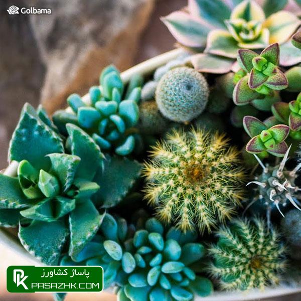 کاکتوس‌های خود را بشناسید و بدانید چه نوری برای آنها مناسب‌تر است., نگهداری کاکتوس: ۸ نکته نگهداری از کاکتوس برای تازه کارها + عکس, نکات نگهداری کاکتوس‌ها برای تازه‌کارها!, نکات نگهداری کاکتوس: ۱٫ ترکیب خاک گلدان, پاساژ کشاورز, بازار بزرگ کشاورزی, سایت نیازمندی کشاورزی, نقش خاک در نگهداری کاکتوس‌های گرمسیری, خاک کاکتوس خشک, آموزش نکات مهم در روش نگهداری کاکتوس از جمله روش آبیاری, صفر تا صد شرایط نگهداری از کاکتوس, شرایط لازم نگهداری از کاکتوس در خانه + تعویض گلدان کاکتوس, روش نگهداری کاکتوس و تکثیر آن در خانه, درج آگهی رایگان, دیوار