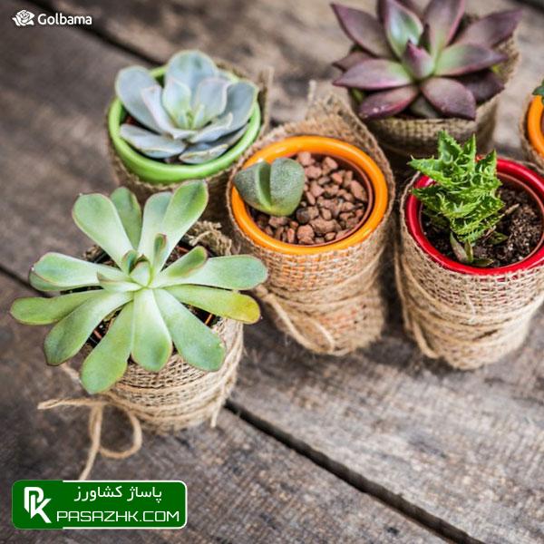 شپشک آرد آلود و شپشک فلس‌دار, نگهداری کاکتوس: ۸ نکته نگهداری از کاکتوس برای تازه کارها + عکس, نکات نگهداری کاکتوس‌ها برای تازه‌کارها!, نکات نگهداری کاکتوس: ۱٫ ترکیب خاک گلدان, پاساژ کشاورز, بازار بزرگ کشاورزی, سایت نیازمندی کشاورزی, نقش خاک در نگهداری کاکتوس‌های گرمسیری, خاک کاکتوس خشک, آموزش نکات مهم در روش نگهداری کاکتوس از جمله روش آبیاری, صفر تا صد شرایط نگهداری از کاکتوس, شرایط لازم نگهداری از کاکتوس در خانه + تعویض گلدان کاکتوس, روش نگهداری کاکتوس و تکثیر آن در خانه, درج آگهی رایگان, دیوار