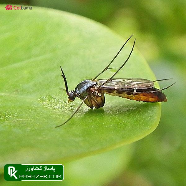 پشه قارچی (Fungus Gnats), نگهداری کاکتوس: ۸ نکته نگهداری از کاکتوس برای تازه کارها + عکس, نکات نگهداری کاکتوس‌ها برای تازه‌کارها!, نکات نگهداری کاکتوس: ۱٫ ترکیب خاک گلدان, پاساژ کشاورز, بازار بزرگ کشاورزی, سایت نیازمندی کشاورزی, نقش خاک در نگهداری کاکتوس‌های گرمسیری, خاک کاکتوس خشک, آموزش نکات مهم در روش نگهداری کاکتوس از جمله روش آبیاری, صفر تا صد شرایط نگهداری از کاکتوس, شرایط لازم نگهداری از کاکتوس در خانه + تعویض گلدان کاکتوس, روش نگهداری کاکتوس و تکثیر آن در خانه, درج آگهی رایگان, دیوار, مقالات کشاورزی