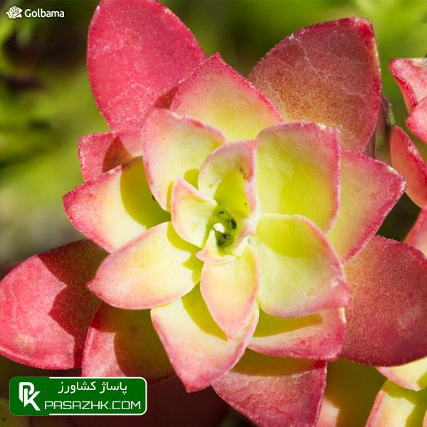 انجام کارهایی برای پیشگیری از آفات, پشه قارچی (Fungus Gnats), نگهداری کاکتوس: ۸ نکته نگهداری از کاکتوس برای تازه کارها + عکس, نکات نگهداری کاکتوس‌ها برای تازه‌کارها!, نکات نگهداری کاکتوس: ۱٫ ترکیب خاک گلدان, پاساژ کشاورز, بازار بزرگ کشاورزی, سایت نیازمندی کشاورزی, نقش خاک در نگهداری کاکتوس‌های گرمسیری, خاک کاکتوس خشک, آموزش نکات مهم در روش نگهداری کاکتوس از جمله روش آبیاری, صفر تا صد شرایط نگهداری از کاکتوس, شرایط لازم نگهداری از کاکتوس در خانه + تعویض گلدان کاکتوس, روش نگهداری کاکتوس و تکثیر آن در خانه, درج آگهی رایگان, دیوار, مقالات کشاورزی